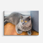 cuadro canvas mascotas duque plateado horizontal