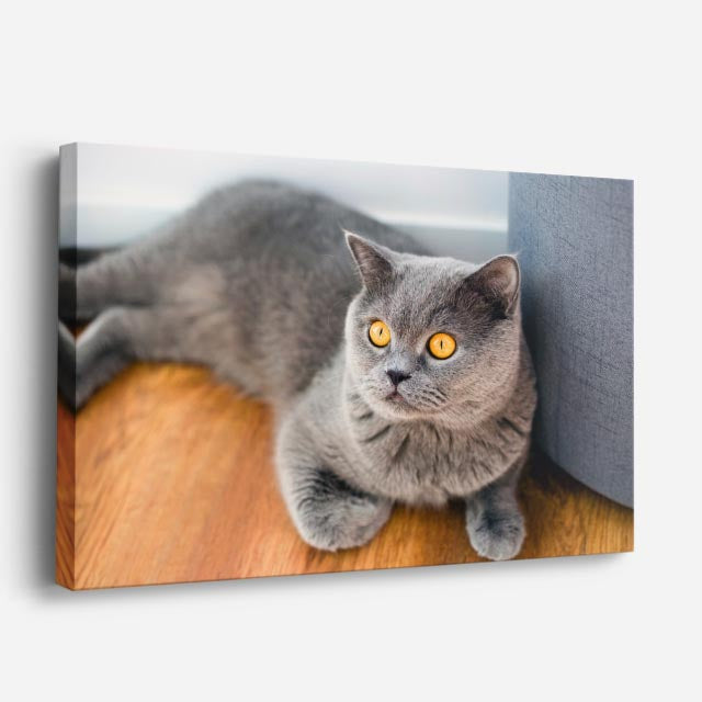 cuadro canvas mascotas duque plateado horizontal