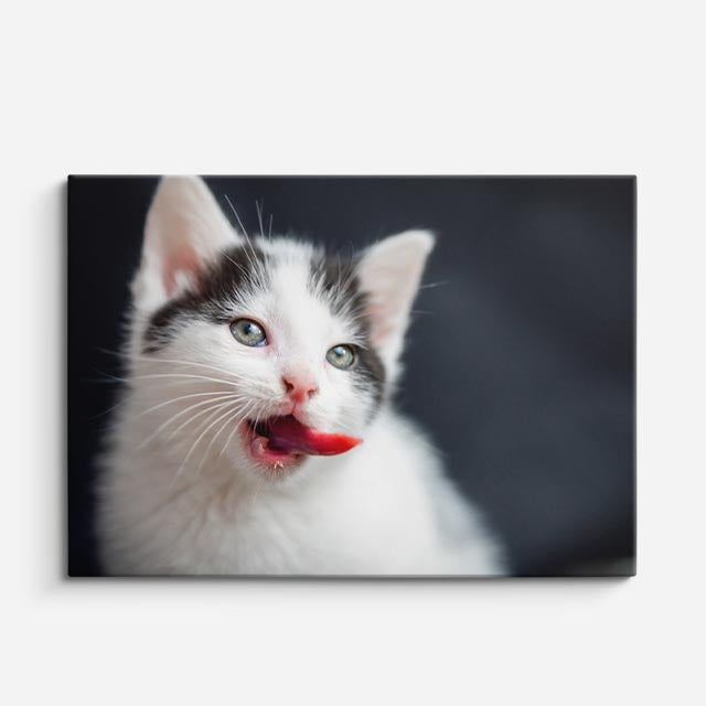 cuadro canvas mascotas bigotes de nieve horizontal
