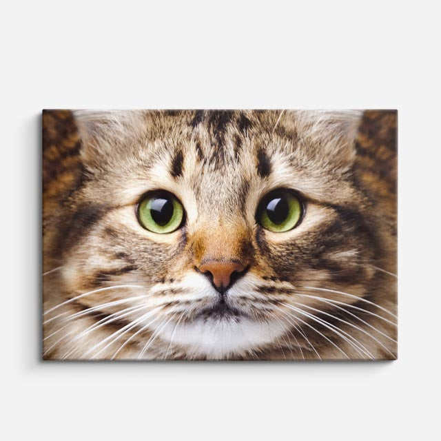 cuadro canvas mascotas ojos avellana horizontal