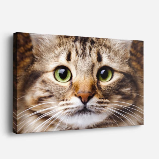 cuadro canvas mascotas ojos avellana horizontal