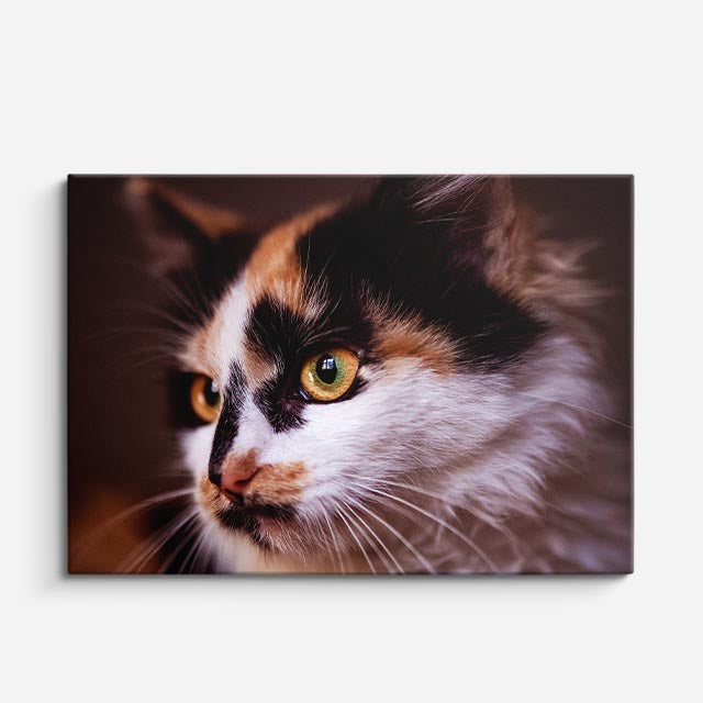 cuadro canvas mascotas perfil calicó horizontal