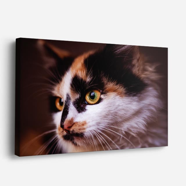 cuadro canvas mascotas perfil calicó horizontal