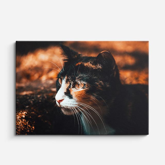 cuadro canvas mascotas luz de otoño horizontal