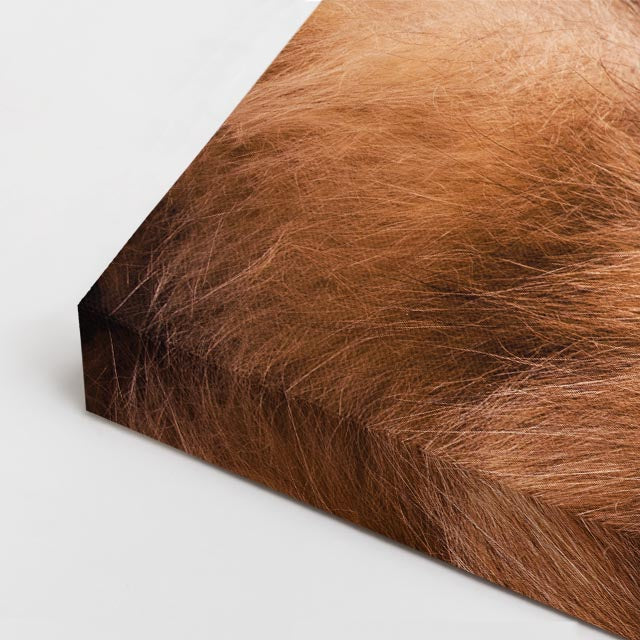 cuadro canvas mascotas rugido felino horizontal