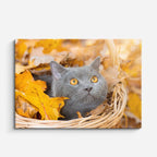 cuadro canvas mascotas duque otoñal horizontal