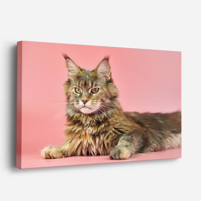 cuadro canvas mascotas reina rosada horizontal