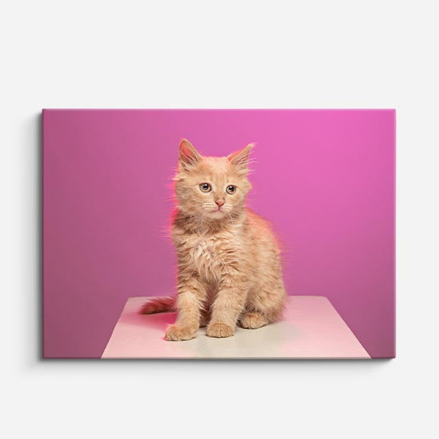 cuadro canvas mascotas cachorro magenta horizontal