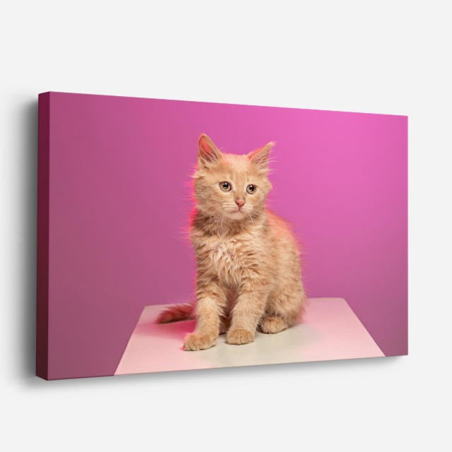 cuadro canvas mascotas cachorro magenta horizontal