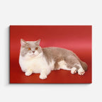cuadro canvas mascotas reposo carmesí horizontal