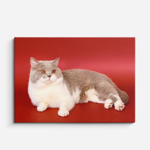 cuadro canvas mascotas reposo carmesí horizontal