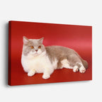 cuadro canvas mascotas reposo carmesí horizontal