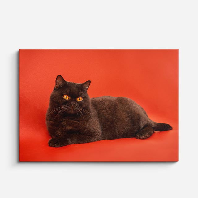 cuadro canvas mascotas sombra rubí horizontal