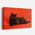 cuadro canvas mascotas sombra rubí horizontal