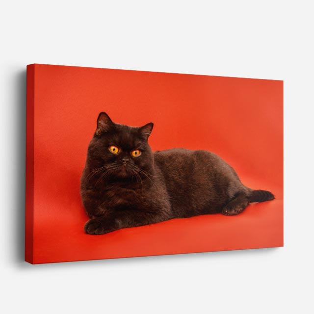 cuadro canvas mascotas sombra rubí horizontal