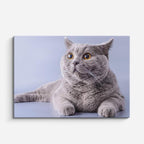 cuadro canvas mascotas perfil celeste horizontal
