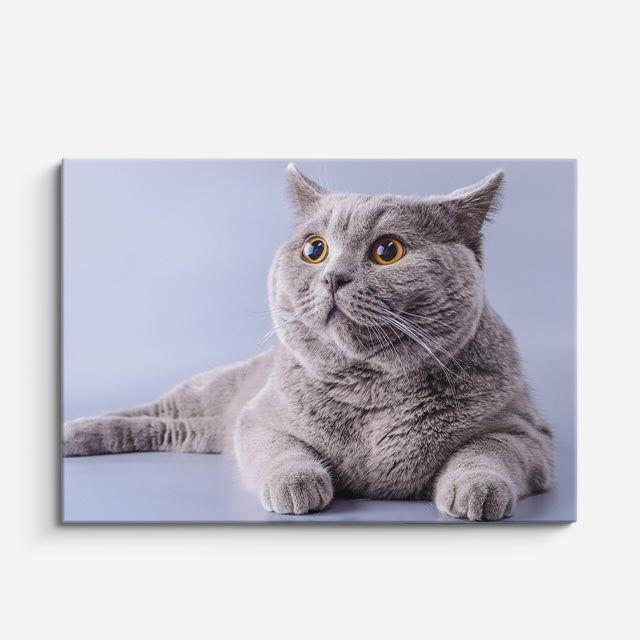 cuadro canvas mascotas perfil celeste horizontal