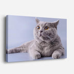 cuadro canvas mascotas perfil celeste horizontal