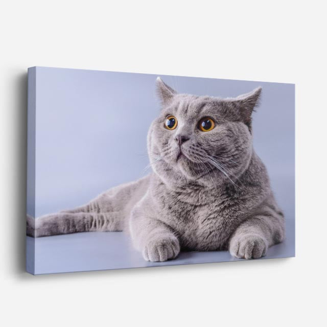 cuadro canvas mascotas perfil celeste horizontal