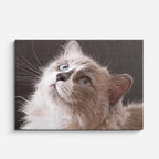 cuadro canvas mascotas mirada de cristal horizontal