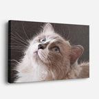 cuadro canvas mascotas mirada de cristal horizontal