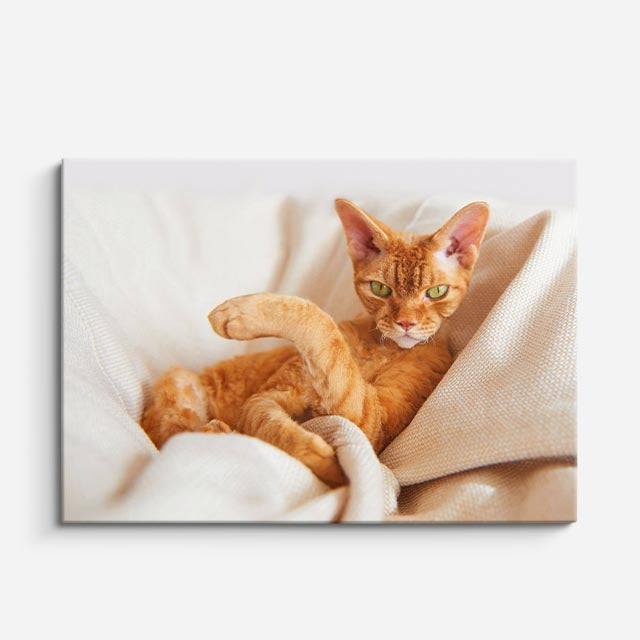 cuadro canvas mascotas abrazo tangerina horizontal