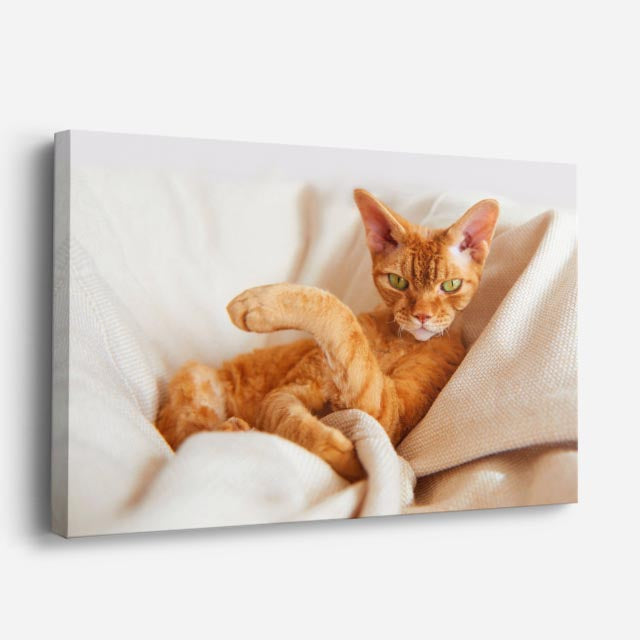 cuadro canvas mascotas abrazo tangerina horizontal