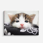 cuadro canvas mascotas sueño algodón horizontal