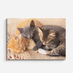 cuadro canvas mascotas siesta familiar horizontal