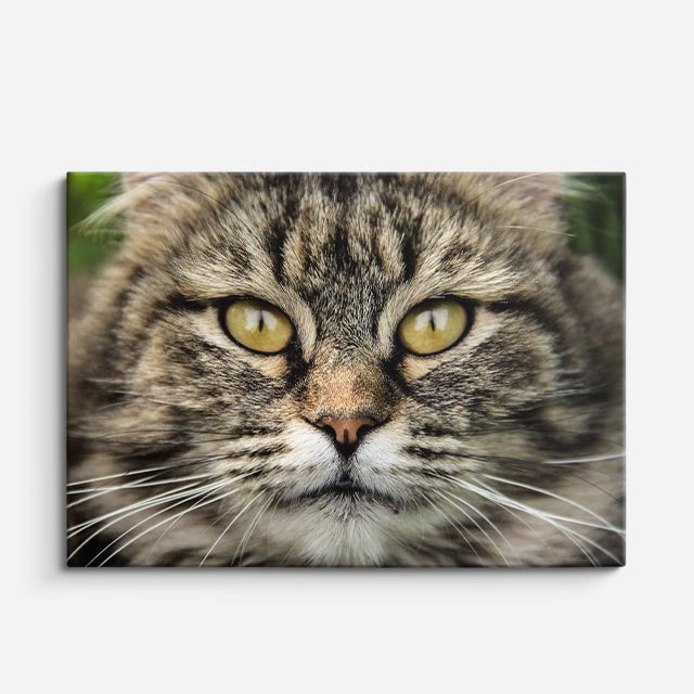 cuadro canvas mascotas mirada salvaje horizontal