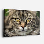 cuadro canvas mascotas mirada salvaje horizontal