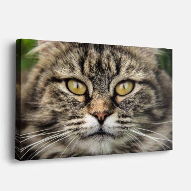 cuadro canvas mascotas mirada salvaje horizontal