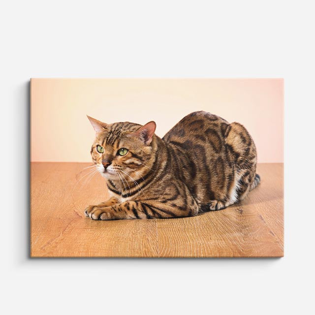 cuadro canvas mascotas reposo bengalí horizontal