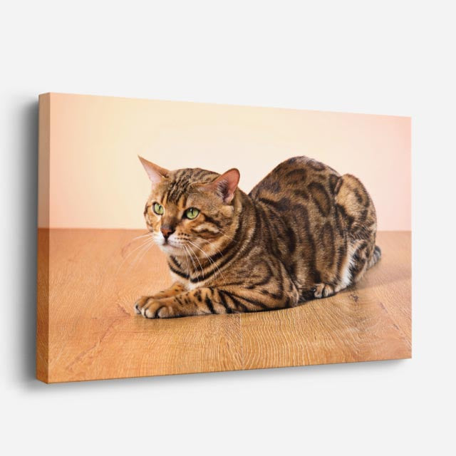 cuadro canvas mascotas reposo bengalí horizontal