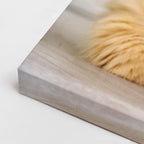 cuadro canvas mascotas sol de miel horizontal