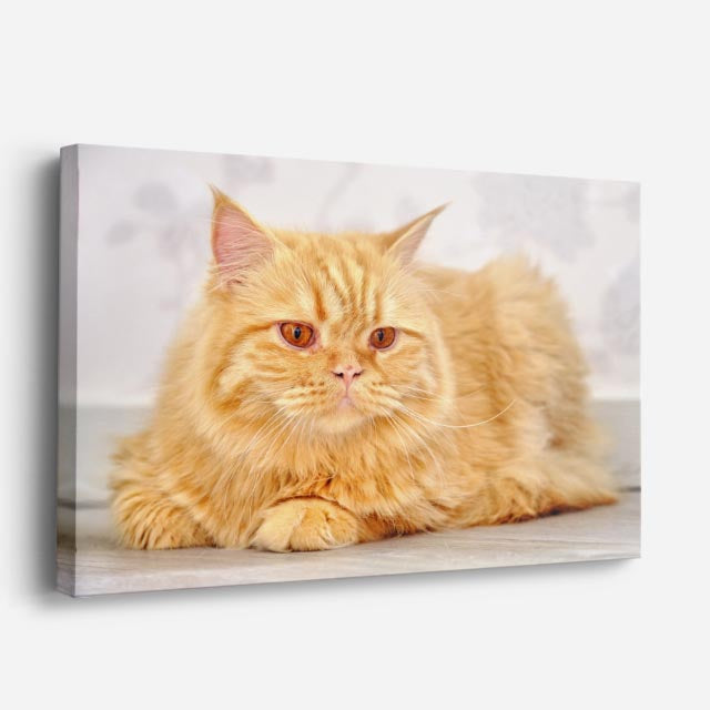 cuadro canvas mascotas sol de miel horizontal