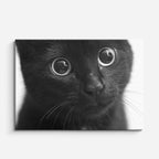 cuadro canvas mascotas asombro nocturno horizontal