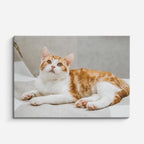 cuadro canvas mascotas sueño tangerina horizontal