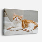cuadro canvas mascotas sueño tangerina horizontal