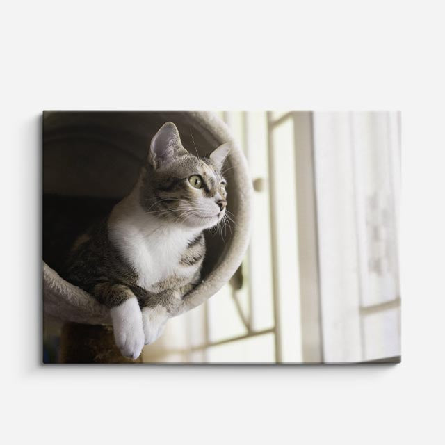 cuadro canvas mascotas ventana serena horizontal