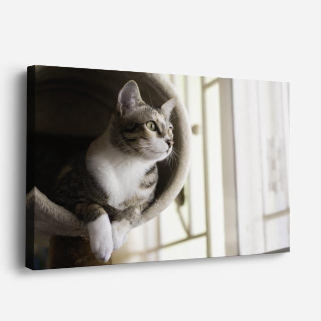 cuadro canvas mascotas ventana serena horizontal