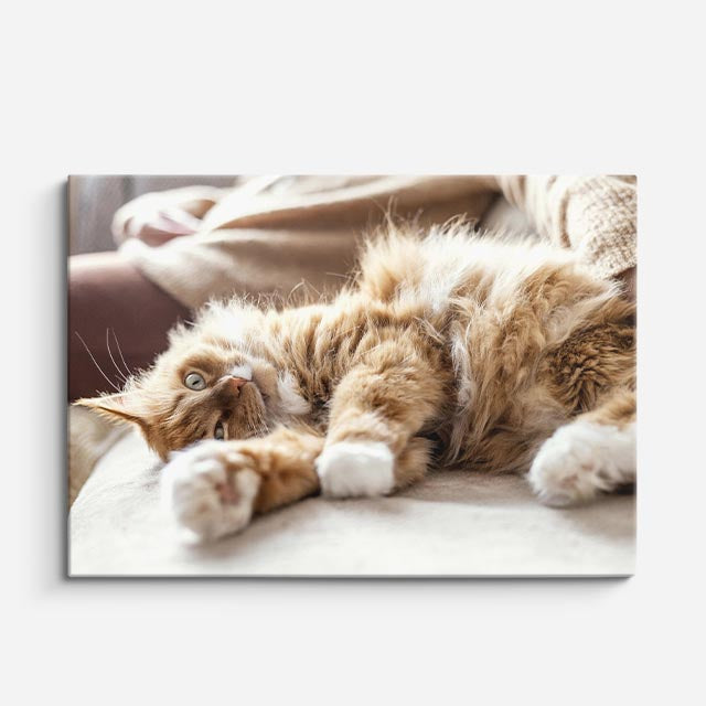 cuadro canvas mascotas siesta de seda horizontal