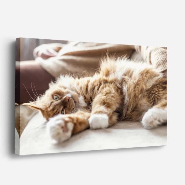 cuadro canvas mascotas siesta de seda horizontal