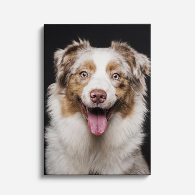 cuadro canvas mascotas pastor de aura vertical