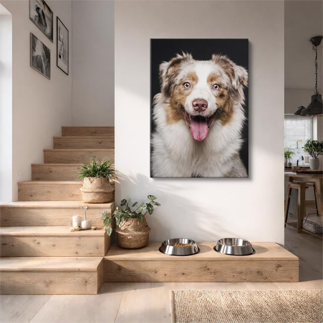 cuadro canvas mascotas pastor de aura vertical