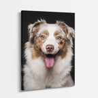 cuadro canvas mascotas pastor de aura vertical