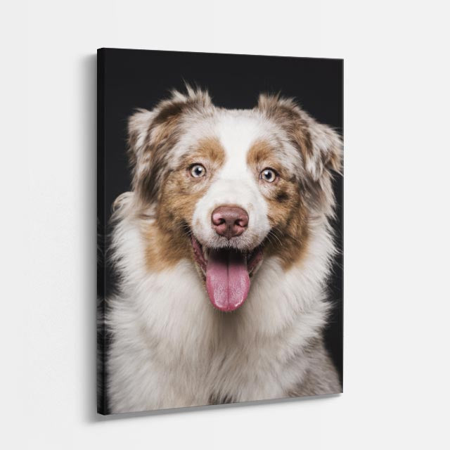 cuadro canvas mascotas pastor de aura vertical
