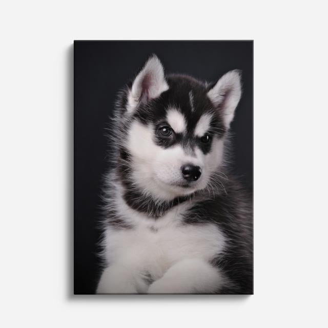 cuadro canvas mascotas husky de nieve vertical