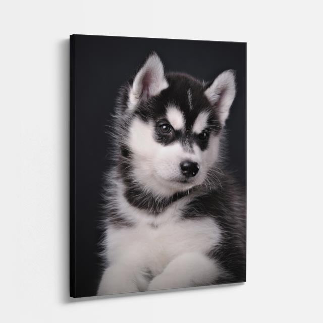 cuadro canvas mascotas husky de nieve vertical