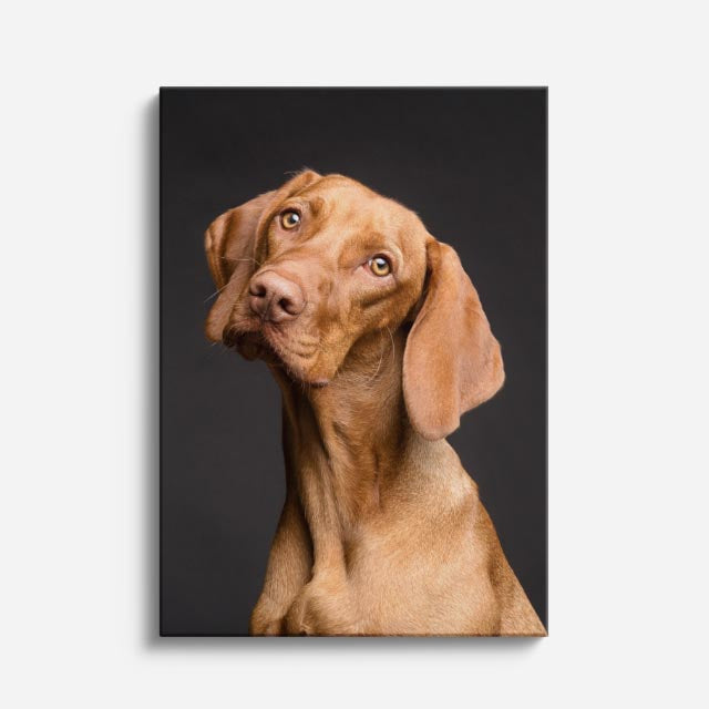 cuadro canvas mascotas vizsla sereno vertical